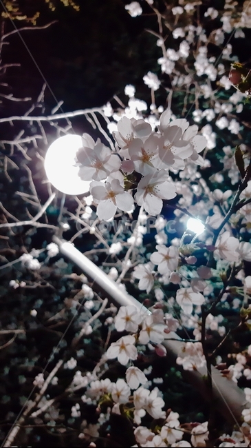 꽃,식물,벚꽃,flower,cherryblossom,밤벚꽃
