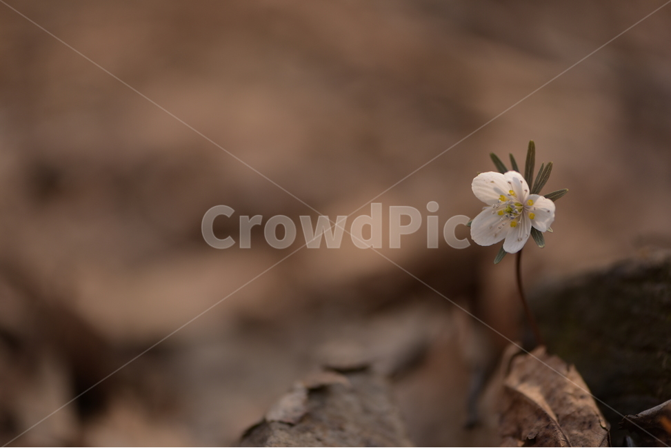 수리산,꽃,변산바람꽃,식물,flower