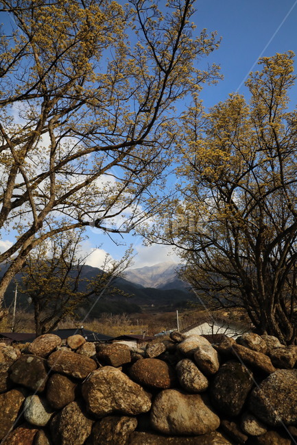 봄,산수유,자연,풍경,꽃,시골,길,산,계곡,봄,계절,spring,season,tree,나무,plant,식물,ground,바닥,tree trunk,나무 줄기,rubble,파편