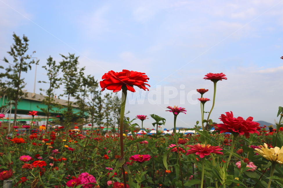 백일홍,꽃,백일홍꽃,식물,자연,국화과,식물,자연,plants,nature,꽃,flower