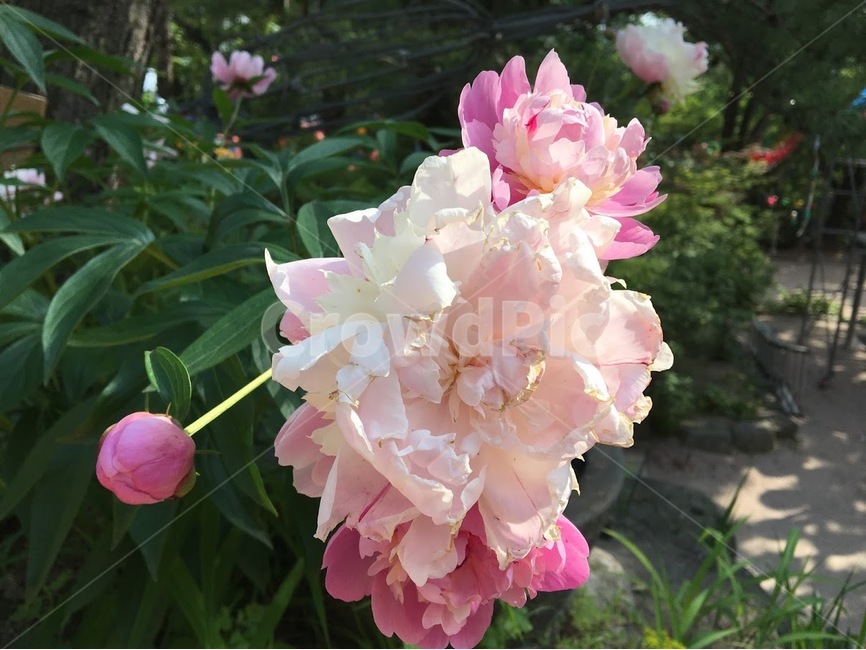 꽃,수국,수국화,야생화,산속,분홍꽃,식물,자연,plants,nature,꽃,flower