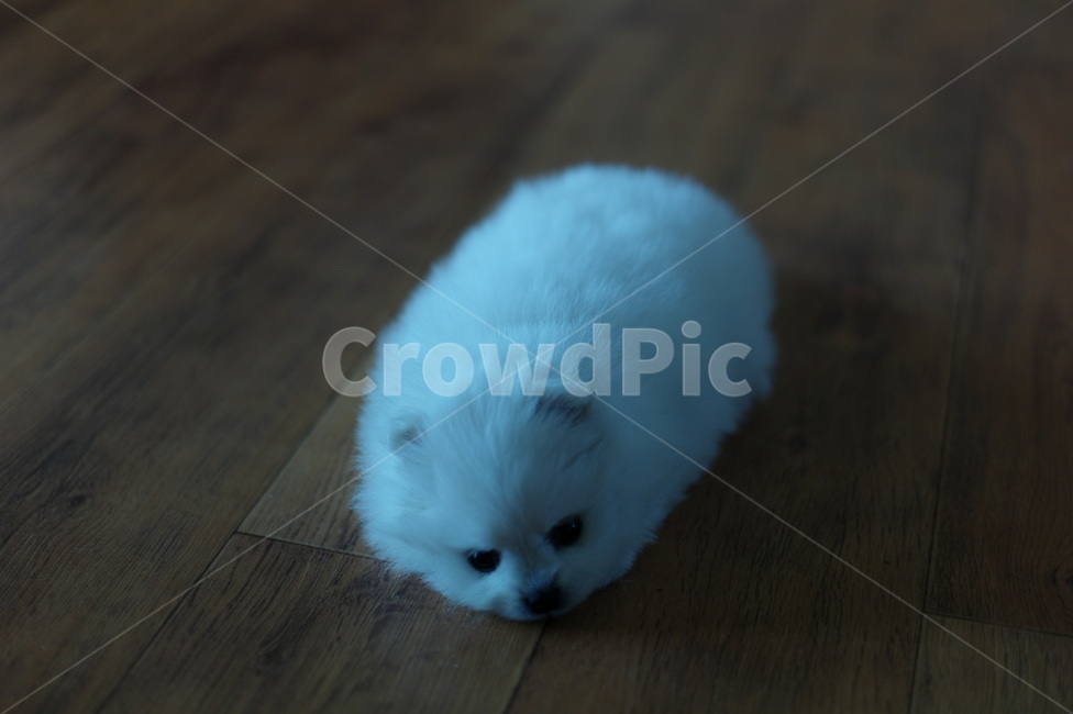 강아지,흰둥이,포멜라니안,멍멍이,털복숭이,동물,animal,포유류,mammal,개,강아지,dog,doggy