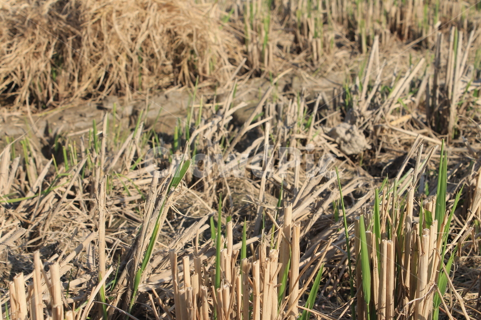 논,ricefield,ricepaddy,새순,newlife,벼,가을논,plant,식물,가을,계절,fall,autumn,season,농업,농사,agriculture,farming,farming industry,grass,잔디,agropyron,아그로 피론,lawn