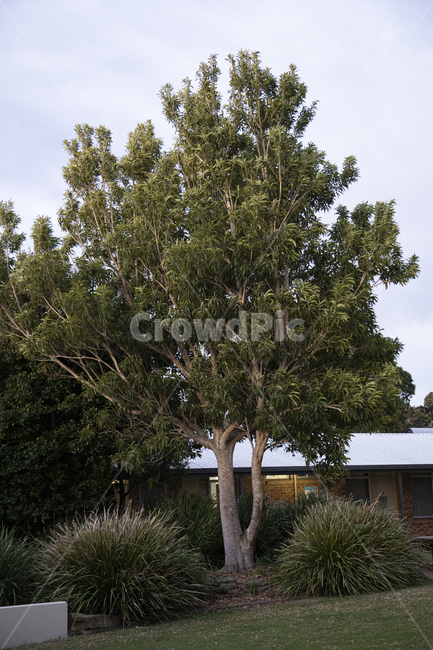 나무,식물,tree,plant,green