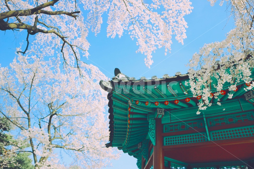 봄,벚꽃,꽃,풍경,계절,springseason,식물,자연,plants,nature,flower,나무,treeswood,하늘,구름,현충원,정자,전통