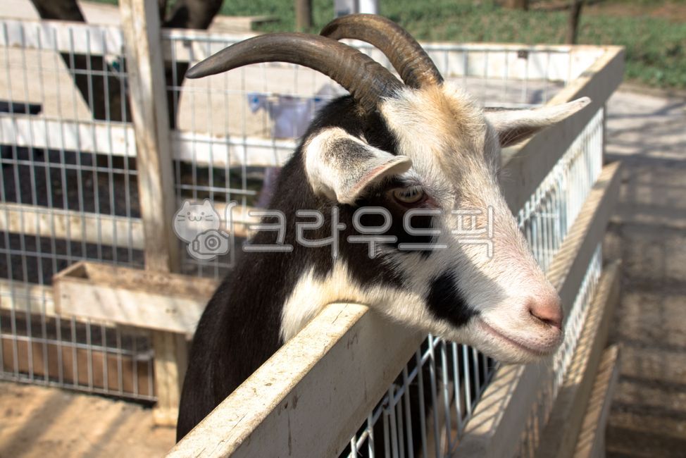 livestock, 가축, animal, 동물, goat, 사진,이미지,일러스트,캘리그라피 - pixokorea작가