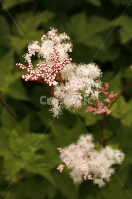 터리풀,식물,flower,plants,nature,꽃,꽃봉오리,식물,자연,plants,nature,꽃,flower