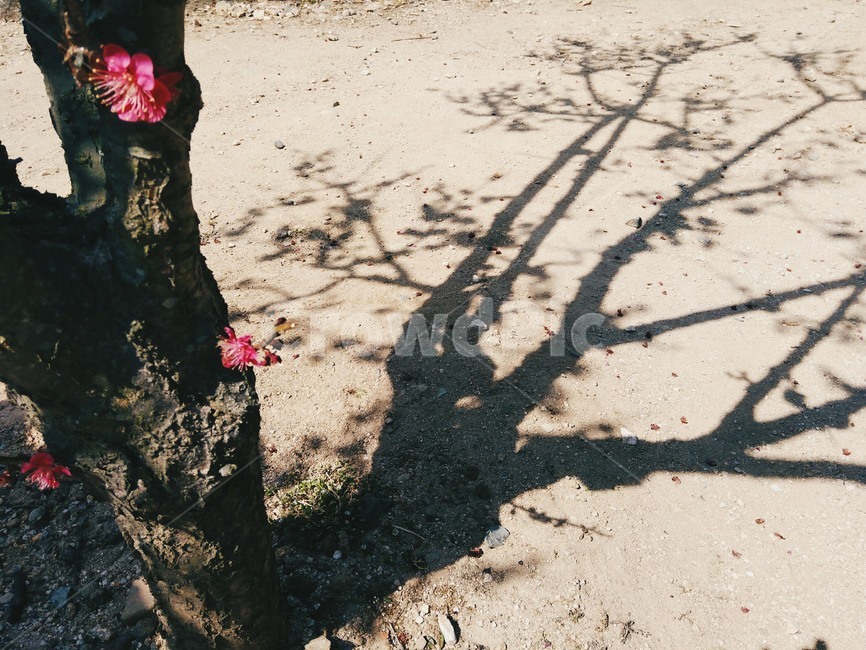 매화,홍매화,그림자,나무,꽃,봄,계절,spring,season,식물,자연,plants,nature,꽃,flower,나무,trees,wood,ground,바닥