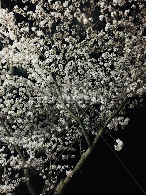 벚꽃,나무,자연,어두운밤,나뭇가지,flower
