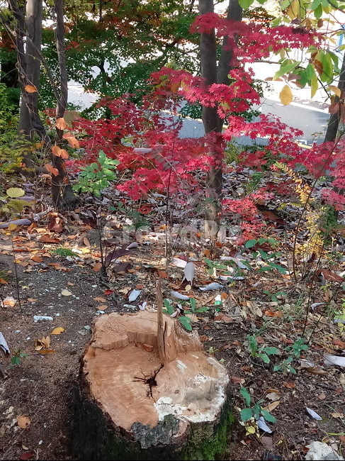 가을,단풍,낙엽,maple,plant,식물,단풍나무,단풍잎,leaf,잎,tree,나무,계절,fallautumnseason,가을단풍,자연,풍경,경치,가을,계절,fall,autumn,season,식물,자연,plants,nature,나무,trees,wood,ground,바닥