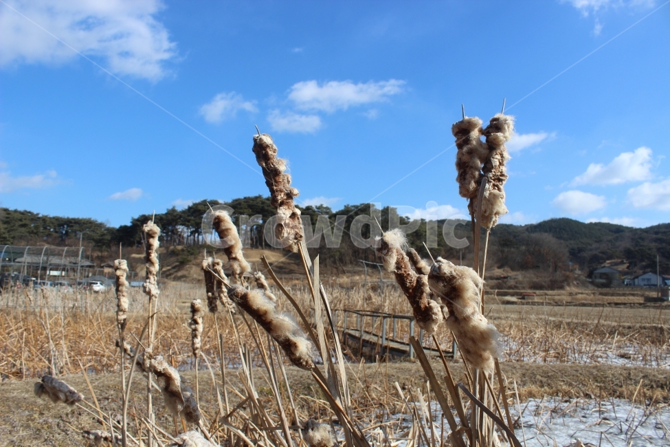 시골,겨울,추위,연못,이교관,겨울,계절,winter,season,시골,마을,풍경,landscape,country,rural,town,식물,자연,plants,nature