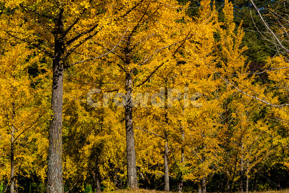 홍천은행나무숲,은행나무숲,은행나무,가을,노란은행나무,가을,계절,fall,autumn,season,tree,나무,plant,식물,tree trunk,나무 줄기