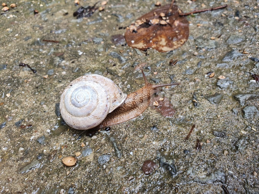 달팽이,snail,자연,야생생물,생물