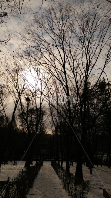 겨울,나무,길,눈,해,겨울,계절,winter,season,자연,풍경,nature,landscape,한국자연풍경,한국자연경관,korea nature landscape,식물,plants,나무,trees,wood,silhouette,실루엣,plant,tree