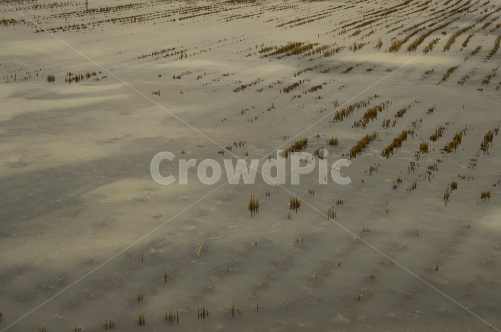 벼그루터기,논,얼음,물,논들,scene,view,feeling,emotion,nature,landscape,winter,rural,korea,rice,ricestubble,stubble,field,harvest,ice,풍경,감정,감성,자연,계절,풍경사진,감성사진,정취
