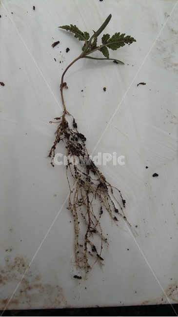 환삼덩굴,환삼덩굴뿌리,뿌리,뿌리길이,위해식물,식물,자연,plants,nature