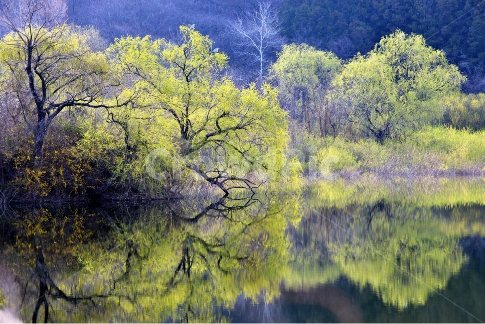 풍경,봄,자연,잔잔함,물가,아름다운,벚꽃,알록달록,봄,계절,spring,season,자연,풍경,nature,landscape,한국자연풍경,한국자연경관,korea nature landscape,water,물,plant,식물,tree,나무,outdoors,옥외,land,땅
