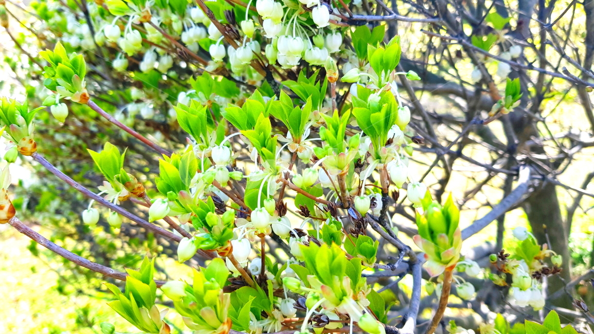 단풍철쭉,철쭉,단풍,흰철쭉,흰꽃,봄,계절,spring,season,식물,자연,plants,nature,꽃,flower,plant