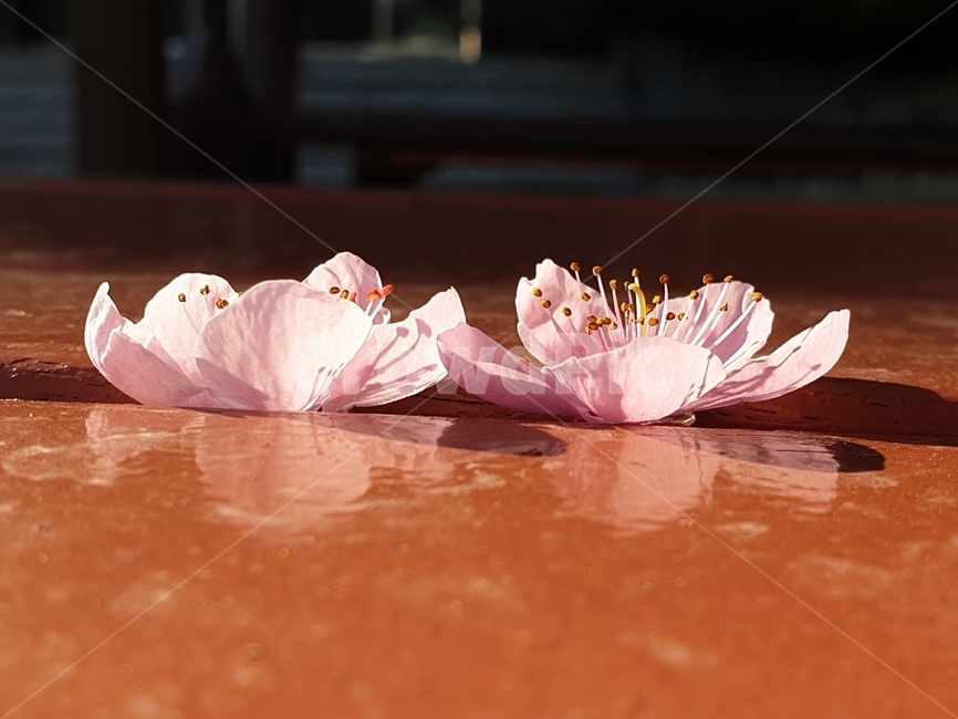 봄,빛바랜,벛꽃,그림자,향긋함,봄,계절,spring,season,꽃,flower,plant,식물,blossom