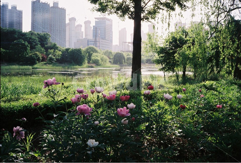 꽃,나무,감성,식물,자연,봄,자연,풍경,nature,landscape,도시,city,plant,outdoors,옥외,garden,정원