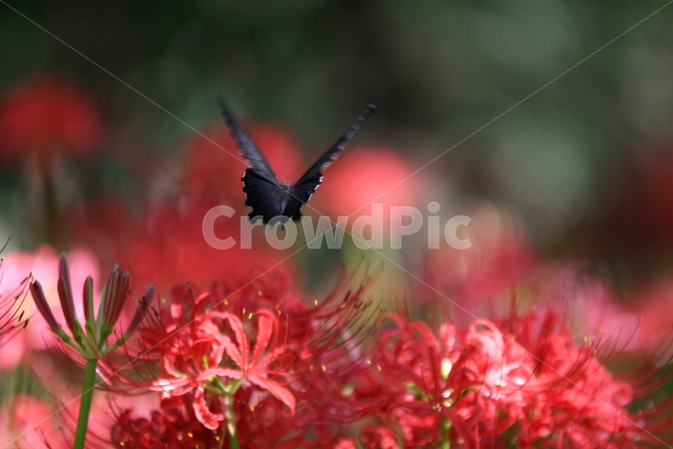 꽃무릇,꽃,빨갱이,나비,검은나비,식물,자연,plants,nature,꽃,flower,동물,animal,곤충,벌레,insect,bug,색깔,색상,색채,색감,color sense,color sensitivity,feeling of color
