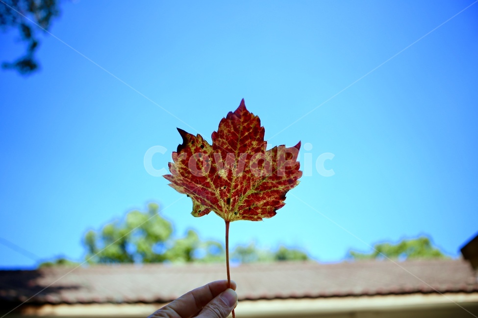 나뭇잎,blue,sky,가을,지붕,가을,계절,fall,autumn,season,식물,자연,plants,nature,leaf,잎,plant,tree,나무