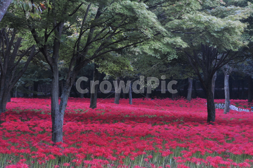 영광,불갑사,상사화,꽃무릇,꽃무릇축제,상사화축제,식물,자연,plants,nature,꽃,flower