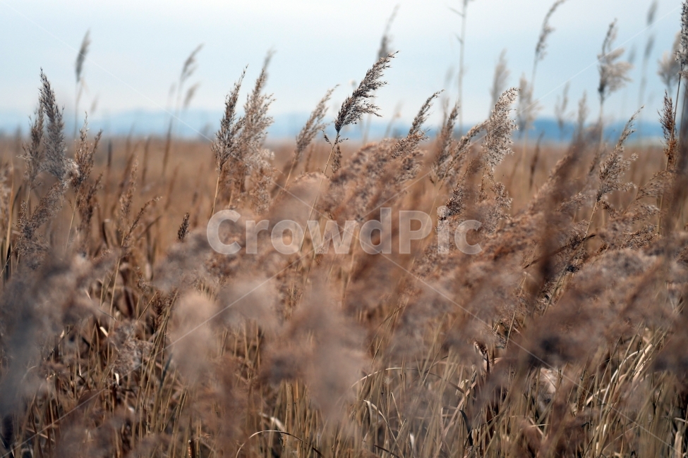 갈대,갈대밭,우음도,겨울갈대,길,풍경,강아지풀,겨울,계절,winter,season,식물,자연,plants,nature