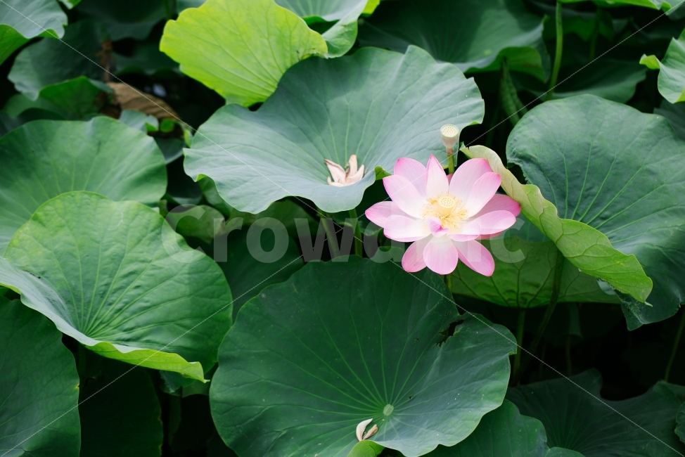 	연꽃,덕진공원,연잎,꽃,초록,flower,plant,물,호수,식물,자연,plants,nature,꽃,flower