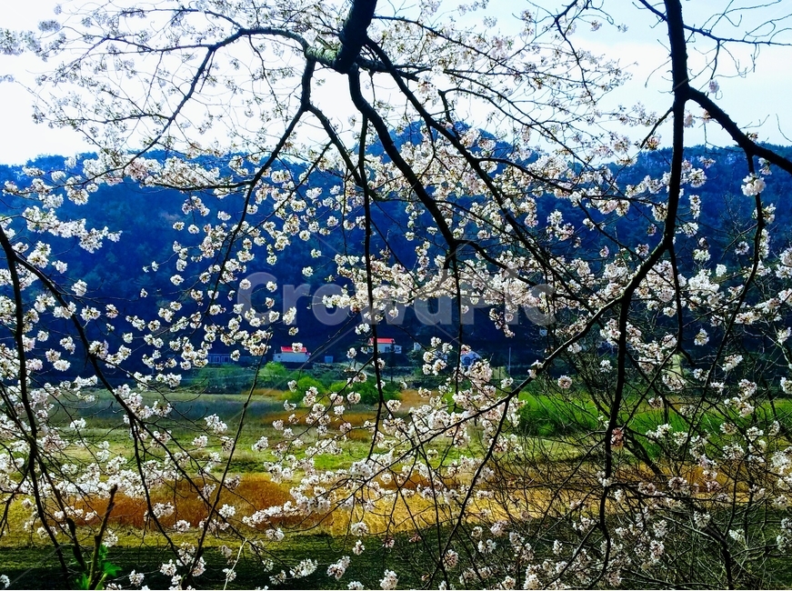 봄,벚꽃,풍경,보성,문덕,봄,계절,spring,season,식물,자연,plants,nature,꽃,flower,plant,blossom,cherry blossom