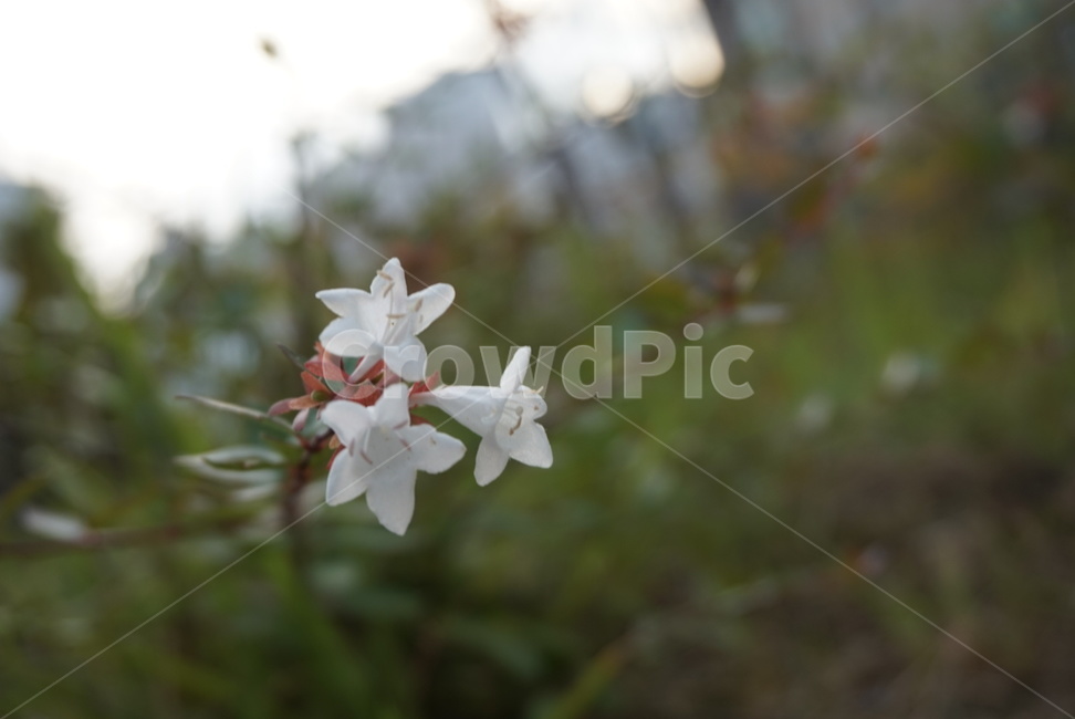 plant,꽃,blossom,아벨리아,flower,식물