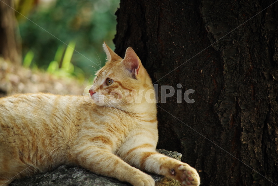 고양이,길냥이,cat,pet,애완동물,자연,배경,눈빛,대비,치즈,노란색,태비,yellow,tabby,tabbycat,streetcat,동물,animal,포유류,mammal,고양이,cat,kitten,kitty