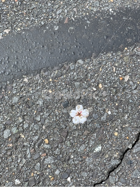 아스팔트,road,도로,꽃,벗꽃,봄,땅,봄벗꽃,핑크,길
