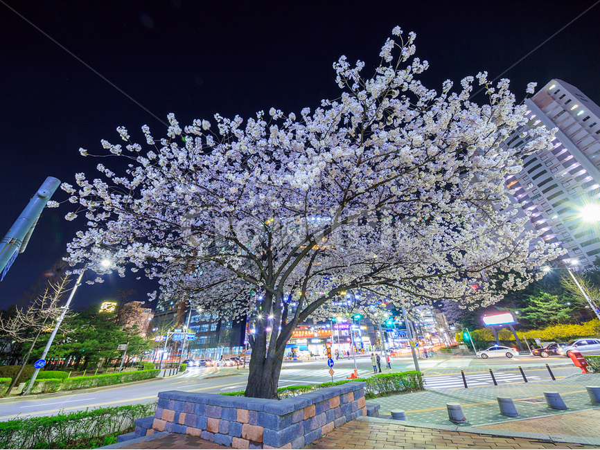 가로수,벚꽃,맑은날,야경,자연,봄,계절,spring,season,야경,밤,풍경,nightscape,night,landscape,도시,city,한국도시풍경,한국도시경관,korea cityscape,식물,자연,plants,nature,나무,trees,wood,plant