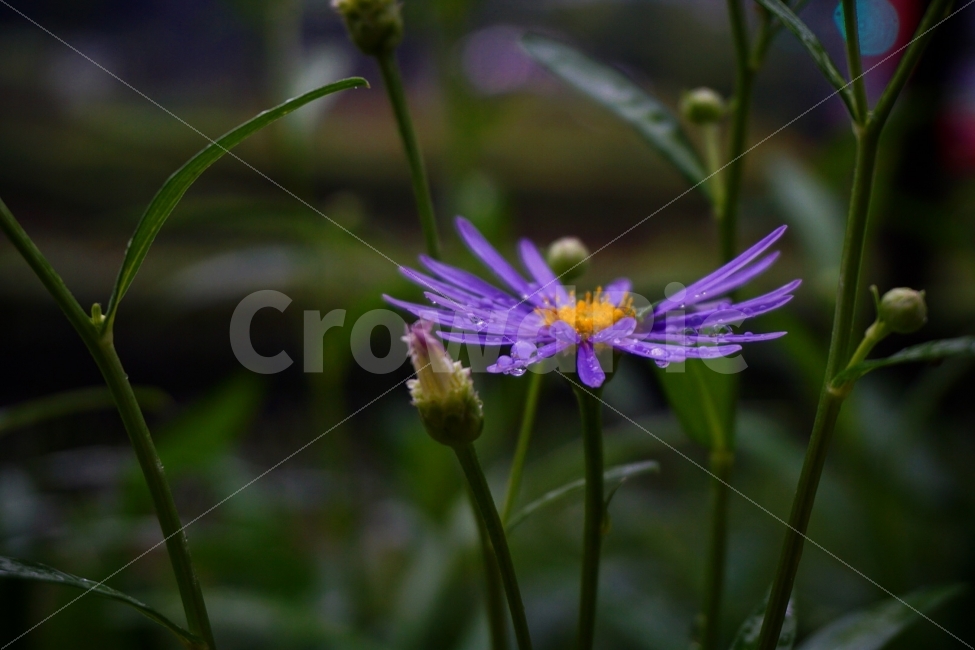 꽃,가을,비,물방울,식물,식물,자연,plants,nature,꽃,flower