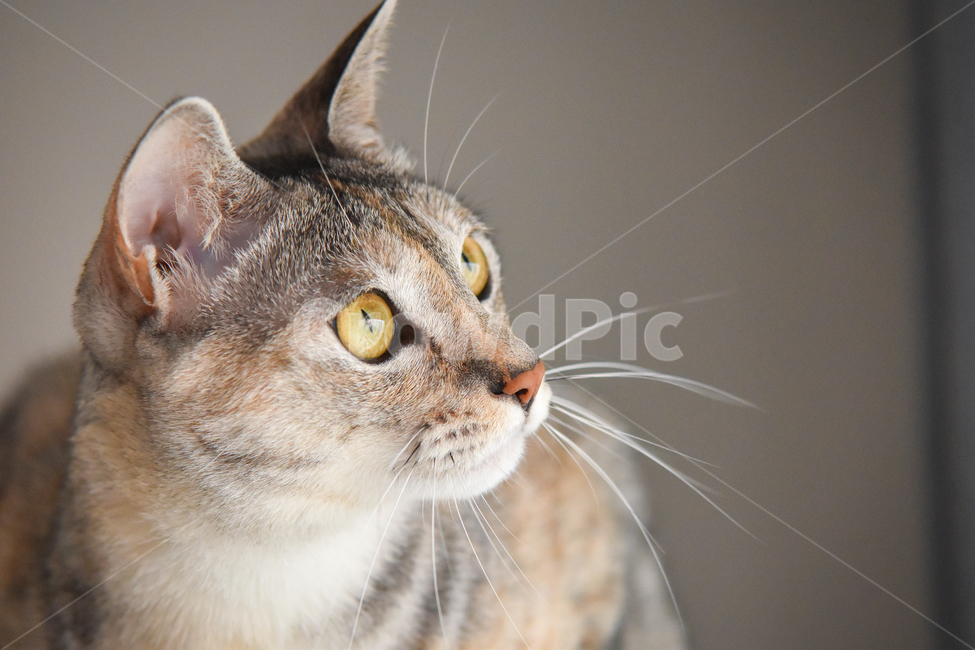 고양이,얼굴,클로즈업,애완동물,애완묘,묘,냥,pet,cat,kitten,집고양이,코리안숏헤어,코숏,냥이,냐옹,meow,귀여움,반려동물,반려묘,집사,괭,새끼,아기,귀요미,동물,animals,시선,animal,동물,animal,포유류,mammal,고양이,cat,kitten,kitty