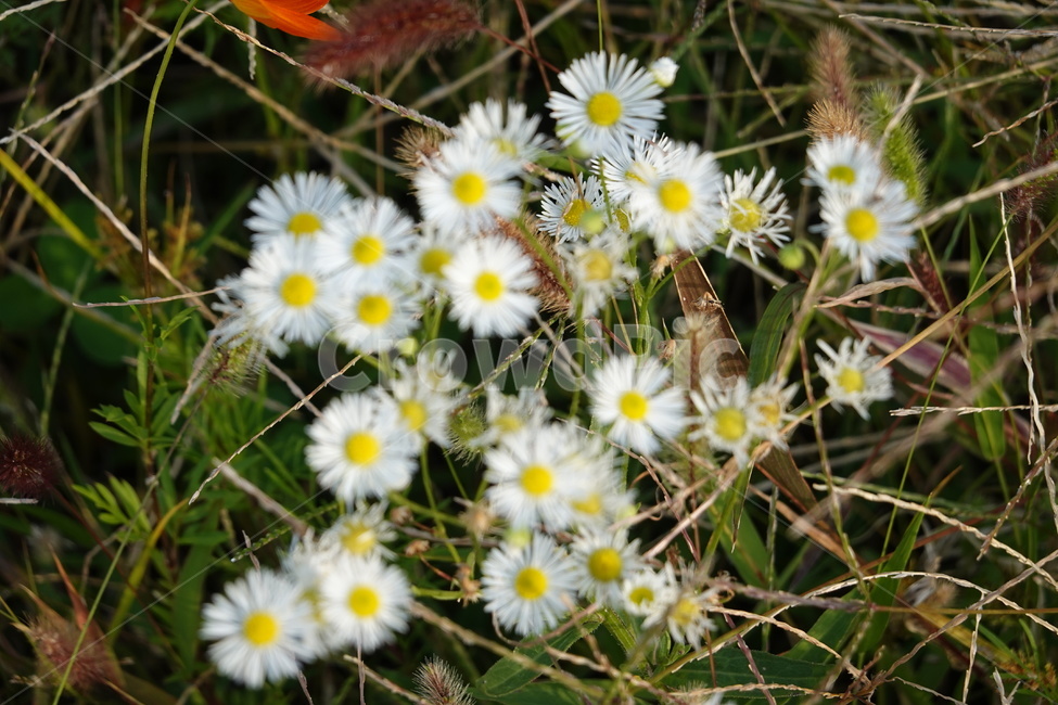 길가,공원,꽃밭,꽃,flower,가을꽃,식물,자연,plants,nature,꽃,flower