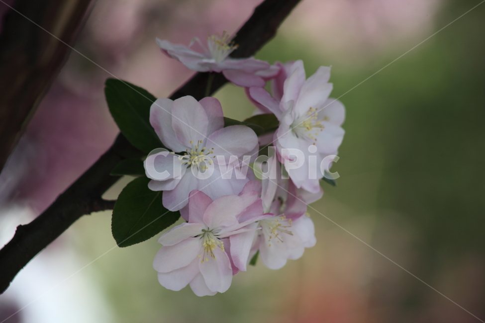 꽃사과나무,꽃아그배나무,수사해당화,서부해당화,봄,hallcrabapple,식물,자연,plants,nature,꽃,flower