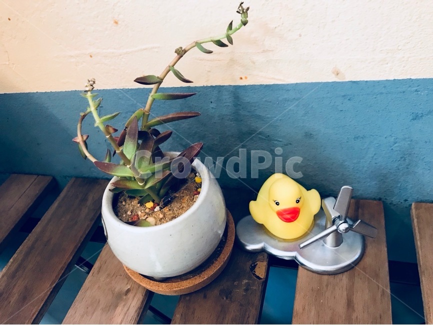 cafe,카페,오리,화분,장식품,식물,자연,plants,nature,실내용화초,화분,화초,house plant