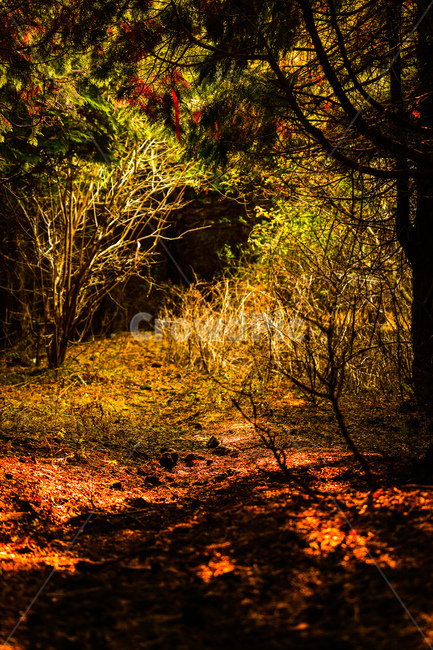 숲,일출,노을,오름,제주,자연,풍경,nature,landscape,tree,나무,plant,식물,leaf,잎,ground,바닥