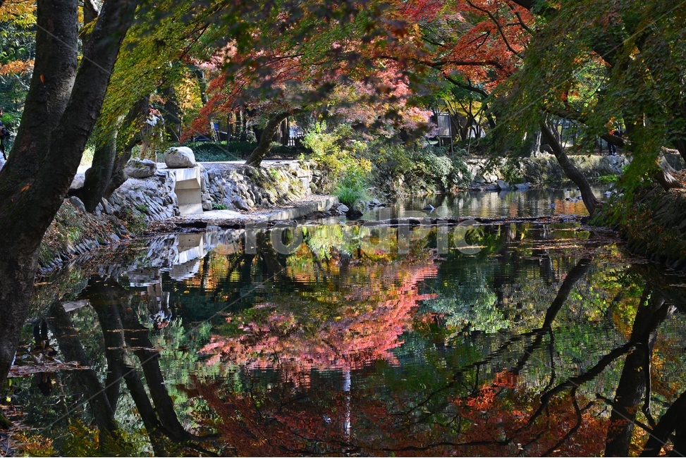 water,물,nature,자연,outdoors,옥외,tree,나무,plant,식물,leaf,잎,treetrunk,나무줄기,maple,단풍,고창,선운사,선운사가을,도솔천,도솔천가을,추색,만추,가을,계절,단풍잎,낙옆,반영