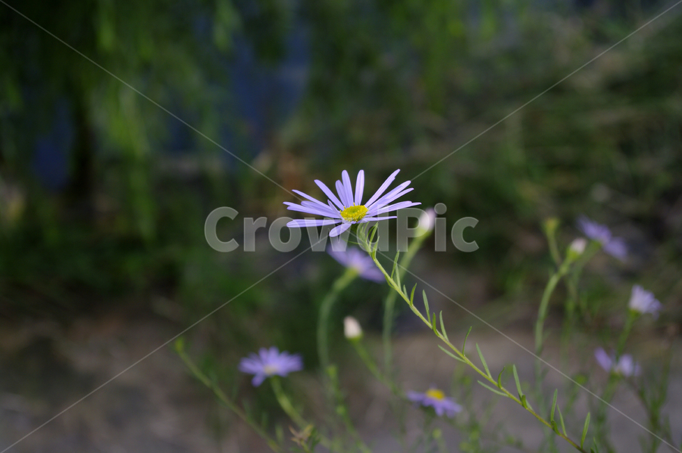 쑥부쟁이,꽃,flower,식물,plant,식물,자연,plants,nature,꽃,flower