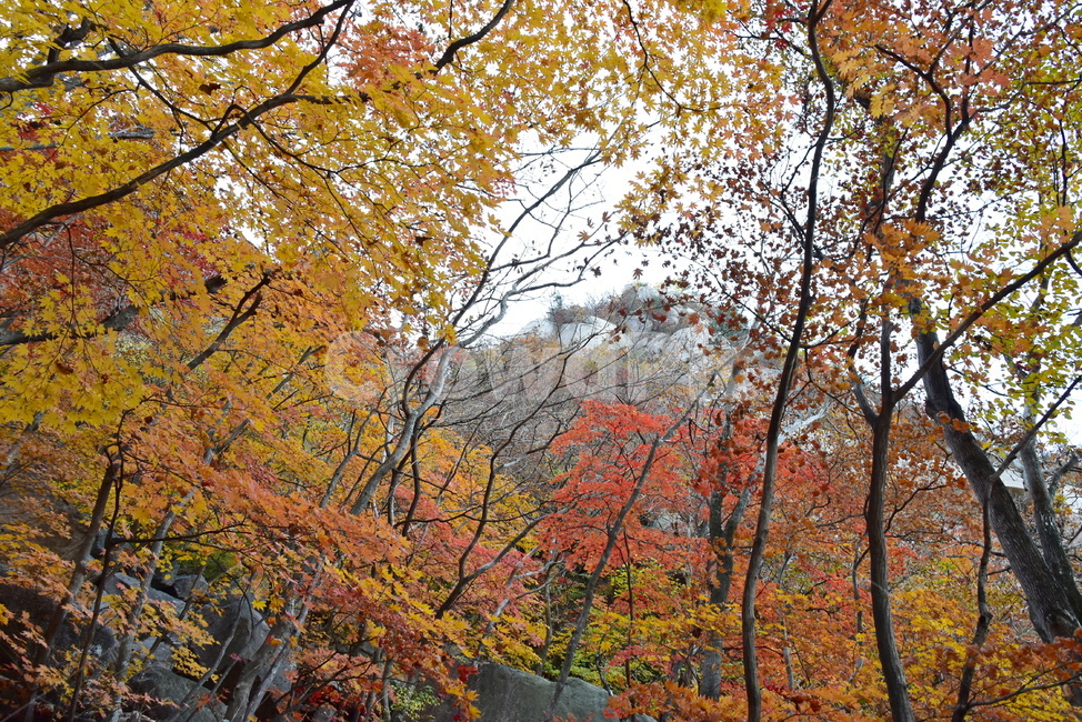 가을,단풍,울긋불긋,알록달록,형형색색,풍경,계절,시즌,아름다운,오색,비경,감성,힐링,가을,계절,fall,autumn,season,tree,나무,plant,식물,maple,leaf,잎