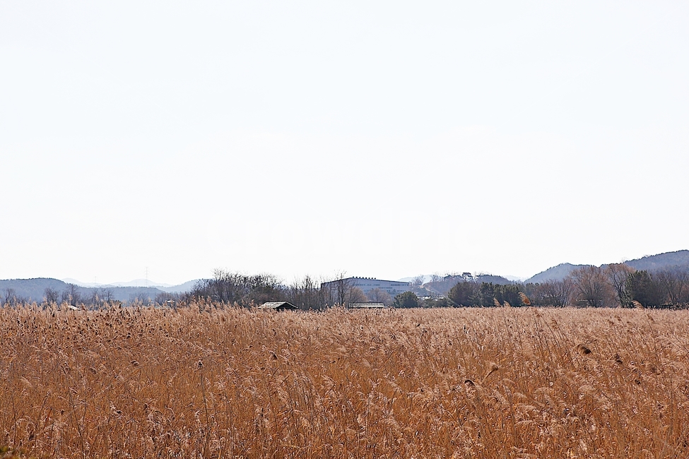 안산갈대습지공원,갈대,습지,억새,공원,자연,풍경,겨울,식물,자연,풍경,nature,landscape
