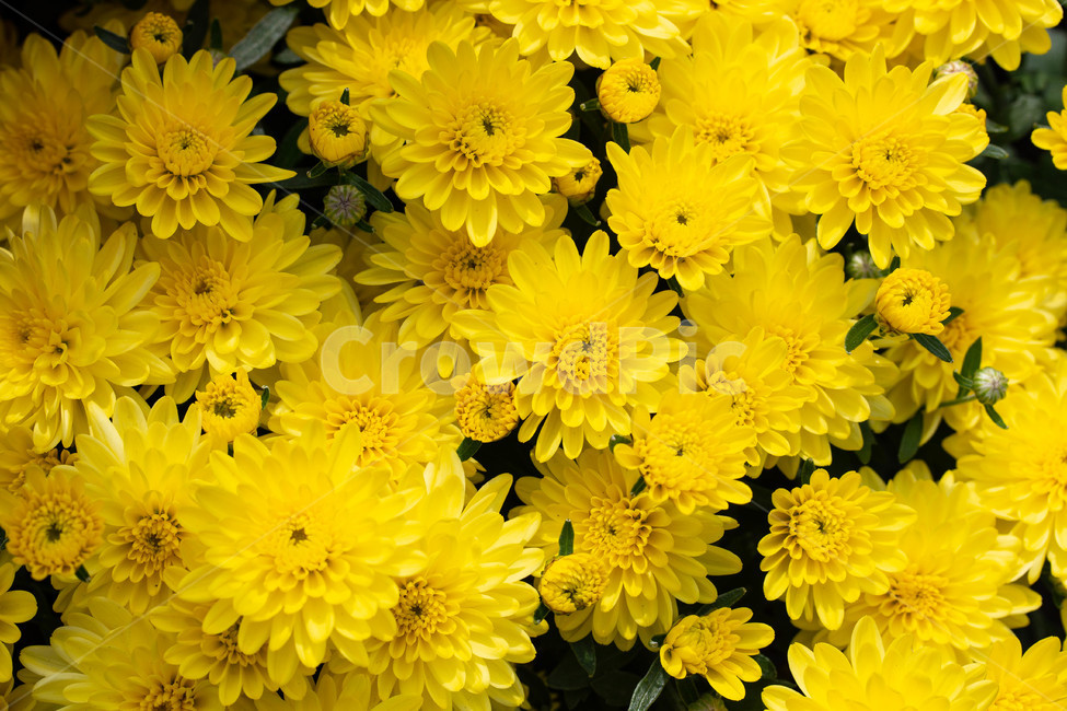가을꽃,화단,계절,화분,식물,국화,노란색,plant,flower,blossom,꽃,식물,자연,plants,nature,꽃,flower