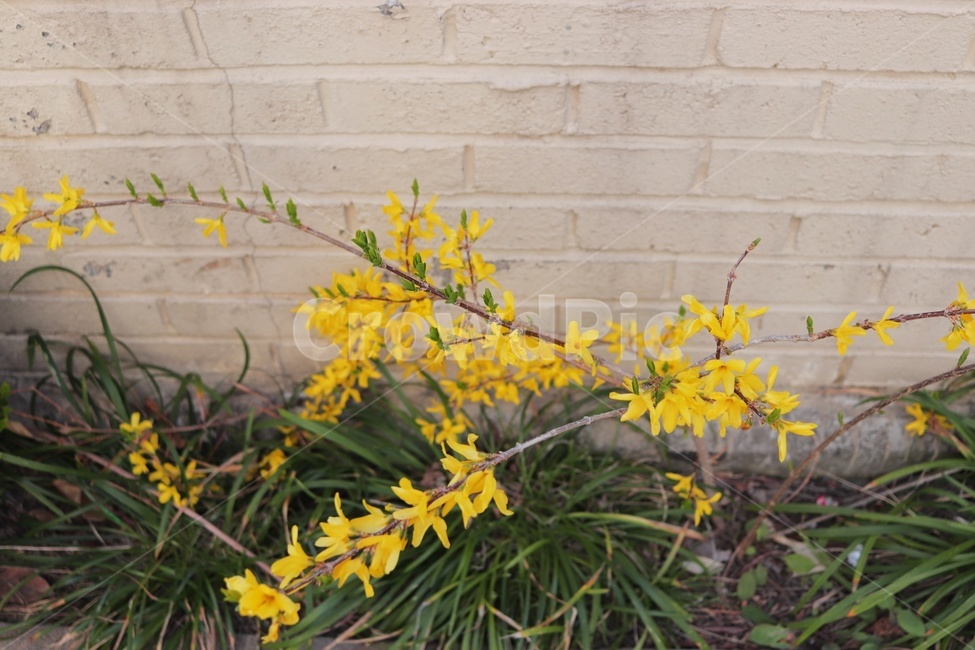 flower,개나리,꽃,자연,식물,봄,계절,spring,season,식물,자연,plants,nature,꽃,flower,plant