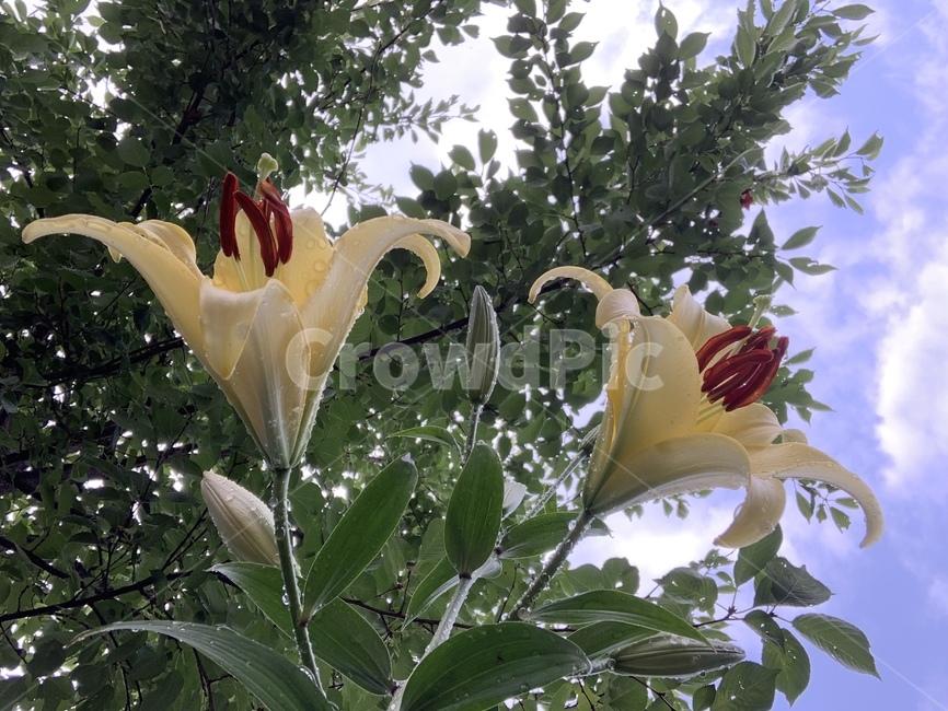 백합,꽃,자연,비오는날,lily,flower,식물,초록색,하늘배경,green,natural