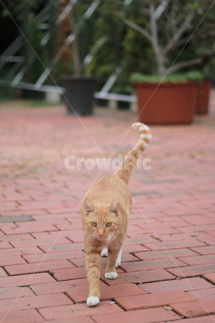 고양이,길냥이,다가옴,동물,포유류,동물,animal,포유류,mammal,고양이,cat,kitten,kitty