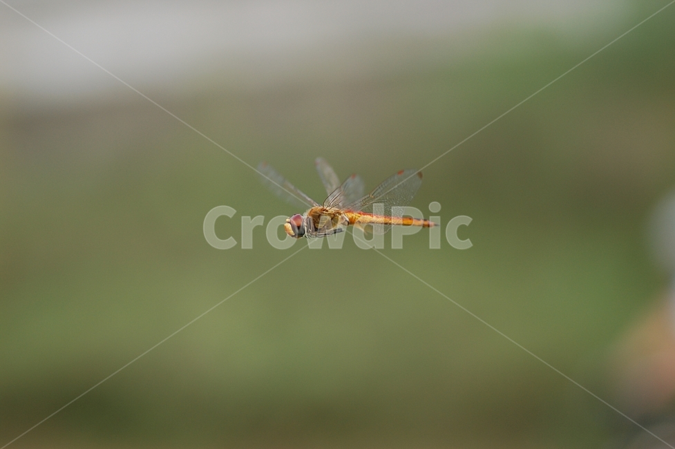 자연,곤충,잠자리,비행,호버링,근접촬영,접사,nature,flying,동물,animal,곤충,벌레,insect,bug