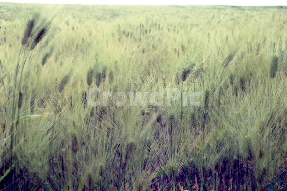 barley,보리,청보리,greenbarley,식물,식물,자연,plants,nature